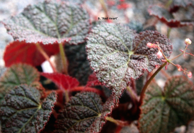 B. ‘Red Heart’